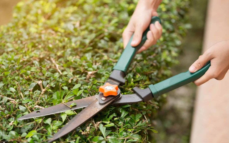 Tijeras de poda: guía completa para importadores y distribuidores en Latinoamérica